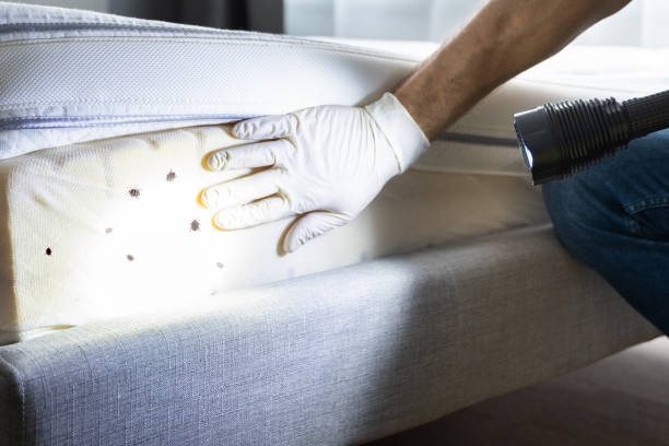Best Affordable Pest Control Services  in Crisfield, MD